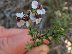 Eriocephalus macroglossus