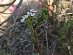 Eriocephalus macroglossus