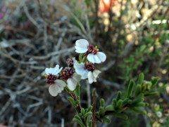 Eriocephalus macroglossus