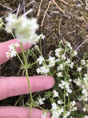 Galium saxatile