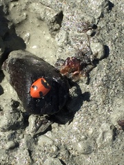 Hippodamia quinquesignata