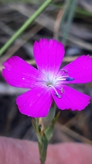 Dianthus cintranus