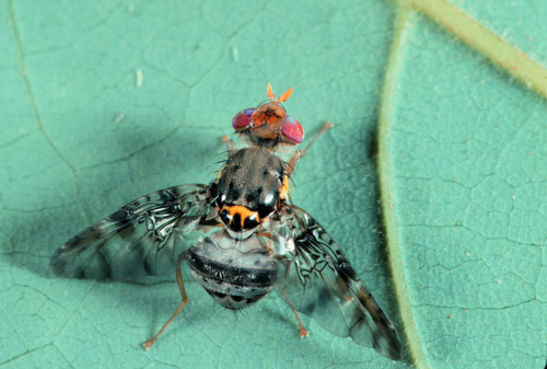 Ceratitis cuthbertsoni · iNaturalist