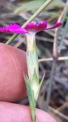 Dianthus cintranus