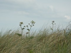 Heracleum sphondylium sphondylium