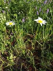 Leucanthemum vulgare