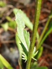 Leucanthemum vulgare