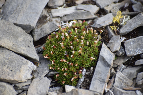 Androsace constancei, photograph 3