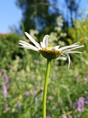 Leucanthemum vulgare