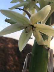 Tegeticula maculata