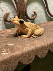 Osteopilus septentrionalis