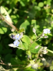 Myosotis arvensis