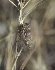 Cicadatra hyalina