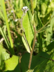 Myosotis arvensis