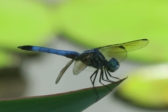 Pachydiplax longipennis