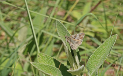 Carcharodina