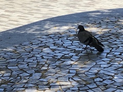 Columba livia