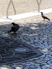 Columba livia