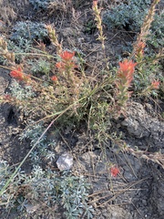 Castilleja montigena