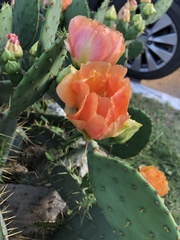 Opuntia