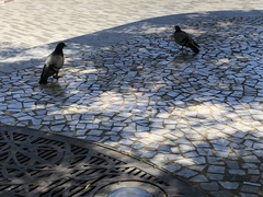 Columba livia