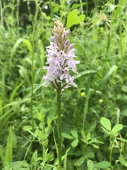 Dactylorhiza fuchsii