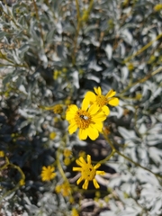Pterocheilus