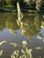 Dactylis glomerata