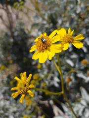 Pterocheilus