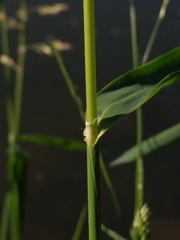 Dactylis glomerata