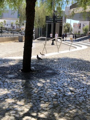 Columba livia