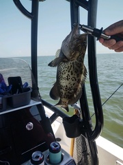 Mycteroperca microlepis