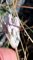 Allium pallens