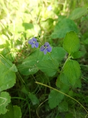 Veronica chamaedrys