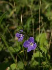 Veronica chamaedrys