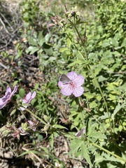 Cupido amyntula