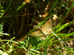 Idaea macilentaria