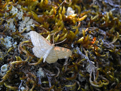 Idaea macilentaria