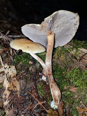 Hypholoma capnoides image