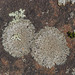 Slender Rosette Lichen - Photo (c) Vitaly Charny, some rights reserved (CC BY-NC), uploaded by Vitaly Charny
