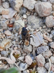 Trapezonotus arenarius