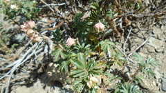 Farinopsis salesoviana