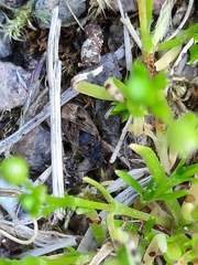 Trapezonotus arenarius