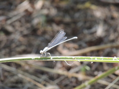 Argia