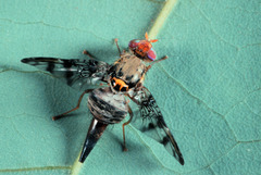 Ceratitis cuthbertsoni
