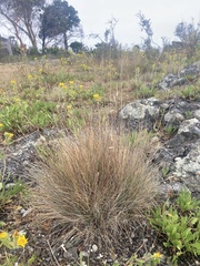 Festuca roemeri