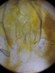 Stigmella obliquella