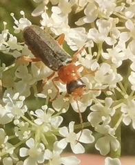 Cantharis lateralis