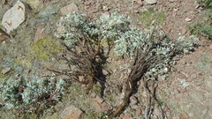 Farinopsis salesoviana