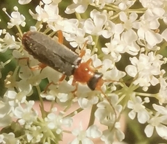 Cantharis lateralis